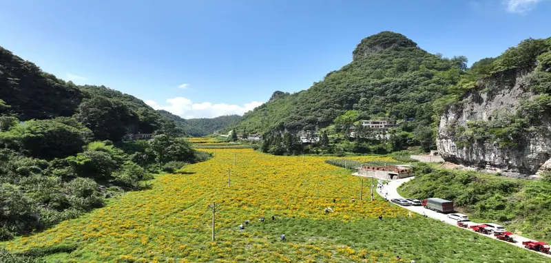 李子村的高原雪菊大丰收